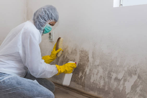 Best Asbestos and Lead Testing During Mold Inspection  in Laporte, CO