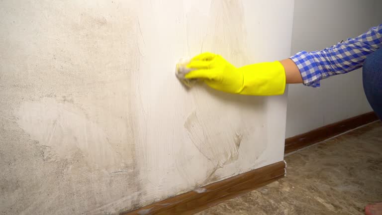 Best Biohazard Mold Removal  in Laporte, CO