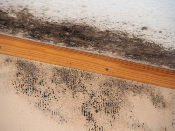 Trusted Laporte, CO Mold Removal Experts