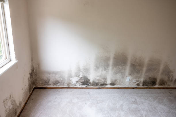 Best Mold Damage Restoration  in Laporte, CO